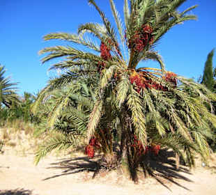 Dattelbaum im Berberdorf