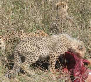 Alibaba Tours and Safaris pictures in Masai Mara