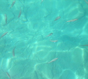 Fische vom Bootsanleger aus gesehen