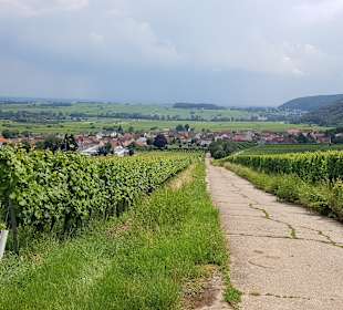 Wandern Leinsweiler