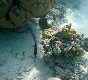 Federschwanzstechrochen