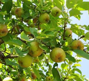 In den Streuobstwiesen von Schloss Veitshöchheim