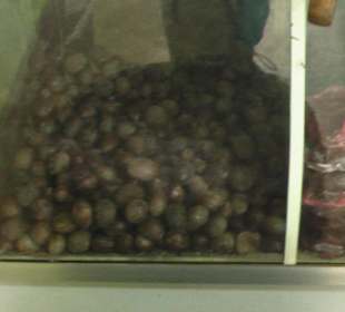 Gewürz Shop - Muskatnuss