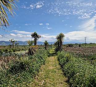 Boggy Pond Wairarapa Moana Wetlands