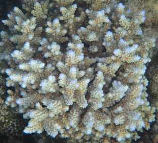 Schnorcheln Hurghada