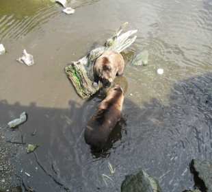 Alte Kläranlage, hohe Betonmauer, artgerecht ?