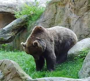 WildparkImpression September 2013