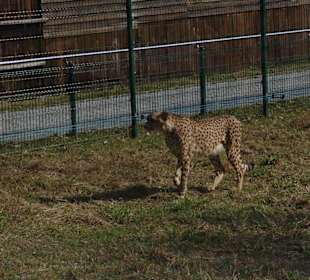 Gepard