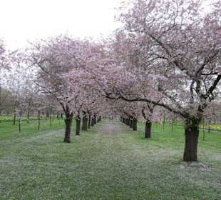 Kirschblüte Schwetzingen