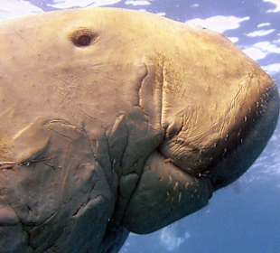 Podwodne życie w Abu Dabab