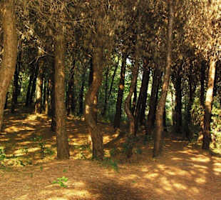 Naturreservat tief im Wald