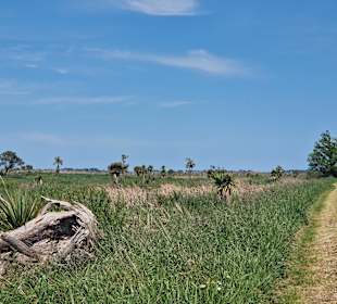Boggy Pond Wairarapa Moana Wetlands