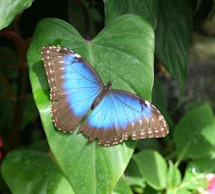 Schmetterlingshaus Mainau