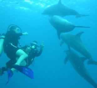 Tauchgang mit Delphinen