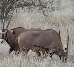 Oryx Antilopen