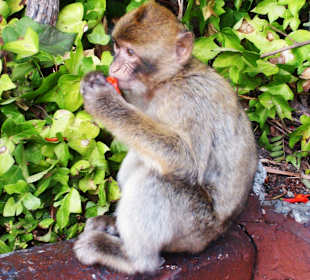 Putziges Äffchen in Gibraltar