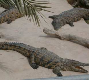 Krokodile auf der "Farm"