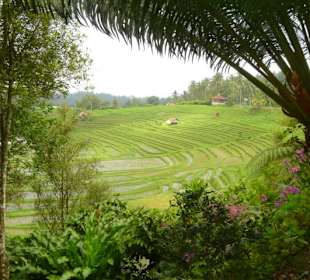 Reisterrasse in den Bergen Balis
