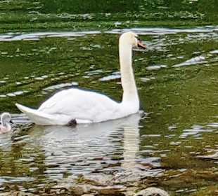 Schwan mit Junges
