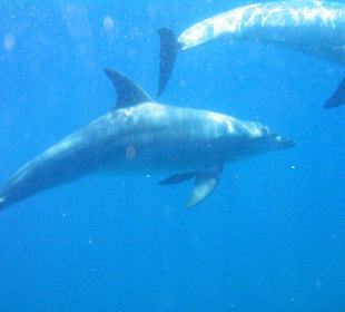 Delphine auf dem Ausflug