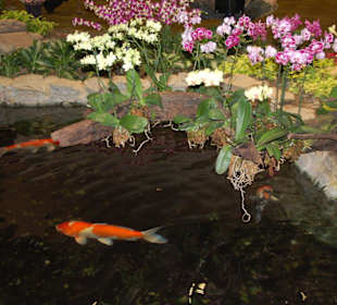 Kois und Orchideen