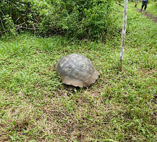Riesenschildkröten in freier Natur