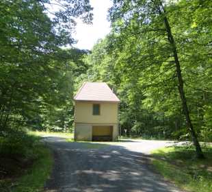 Dianenslust im Hainbuchenwald