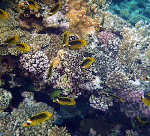 Rwelt Riff Rohanou Beach Resort