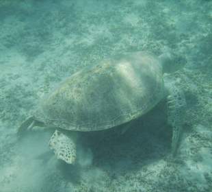 Schildkröte im Riff Umm Elros