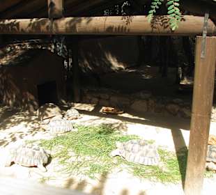 Afrikanische Sporenschildkröte