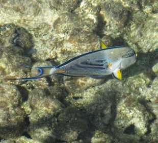 Arabischer Doktorfisch