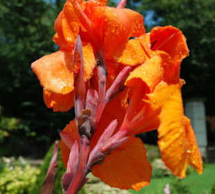 Blütenpracht beim Casa Loma