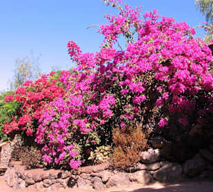 Oasis Park La Lajita