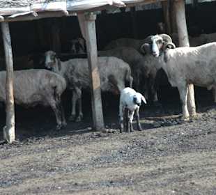 Besuch von vielen Tierarten