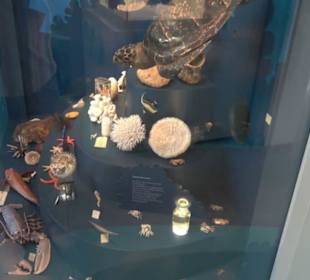 Museum Natur und Mensch