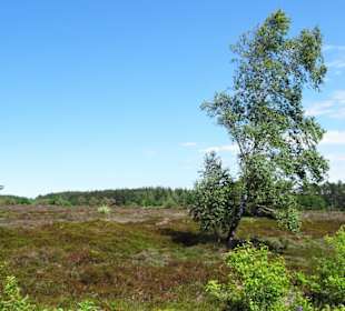 Impressionen aus den Cuxhavener Küstenheiden