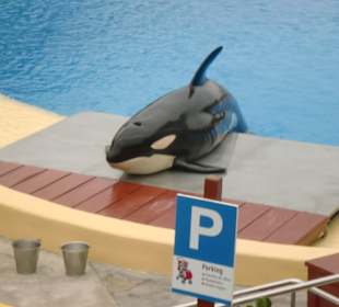 Orca Show im Loro Parque