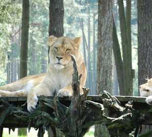 Löwin - Ausruhen tut gut