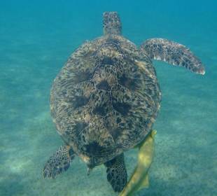 Beim Schnorcheln entdeckt