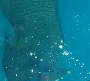 Bootstour Napoleon Fisch