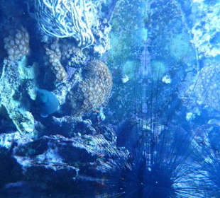 Skurrile Meeresbewohner