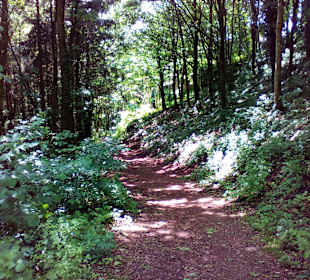 Wanderweg Sandsteinweg La Petite Pierre