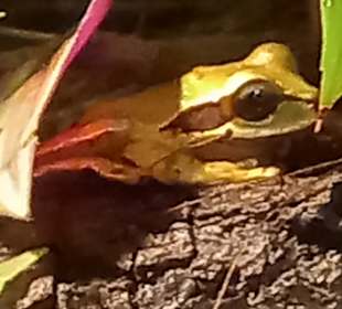 Diamante Eco Adventure Park