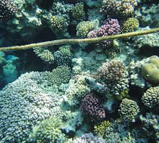 Кораллы 