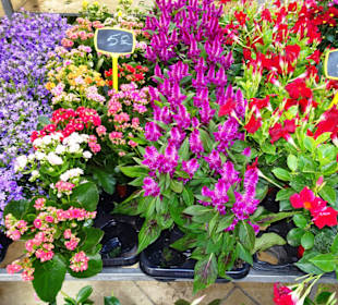 Eindrücke vom Blumenmarkt in Aix-en-Provence