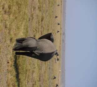 Amboseli