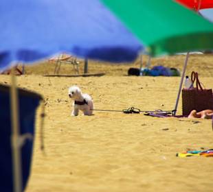 Weitere Hundefreunde