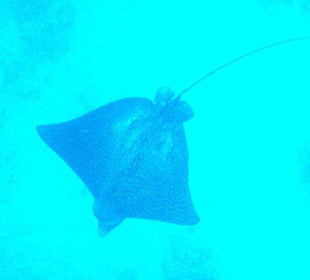 Adlerrochen am südl.Riff