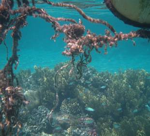 Riff vom Strand zu erreichen