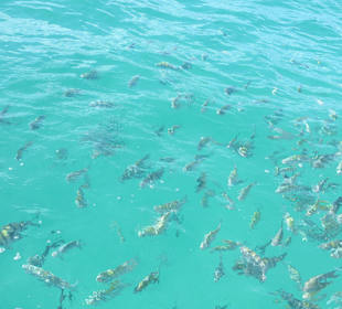 Unterwegs durften wir Fische füttern